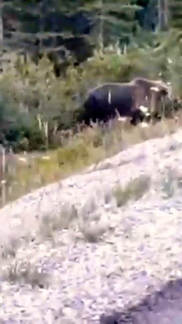 Grizzly bear #shorts смотреть онлайн