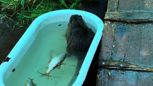 Кормим нутрий рыбой 🐟