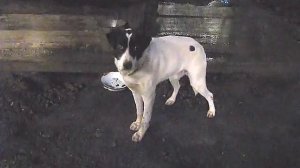 Карелия. Ездовые собаки