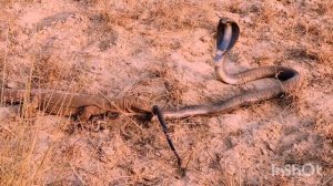 Black cobra  Vs monetir attack the cobra in 1080 full Hd