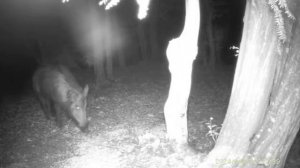 TRAIL CAMERA LOVACKA KAMERA SUNTEC HC 950 PRO LI DIVLJI VEPAR NOCNI SNIMAK