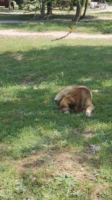 три подряд собачки отдыхают лежат на солнышке  Собак в Севастополе вижу только в лежачем положении