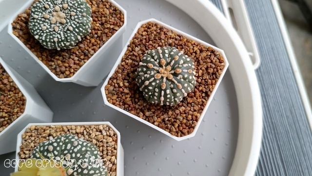 My Astrophytum Super kabuto💚Bloom смотреть онлайн