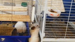 Шиншилленок сбежал из клетки!/Chinchilla escaped from the cage!