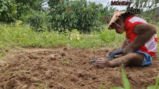 Funny Monkey Abu Video Compilation