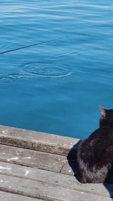 Кот рыбачит взглядом) #котрыбак #морскаярыбалка #кот #котысевастополя #рыбалкаморская