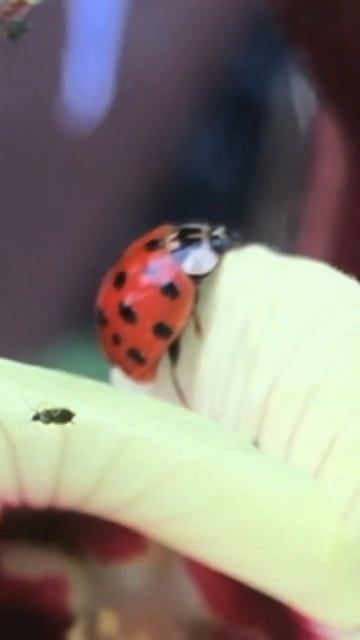 Where are the Ladybugs? Convergent lady beetle #shorts #garden #gardening #ladybug