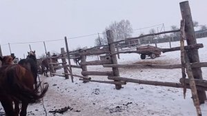 жеребец хочет догнать и чпокнуть кобылу