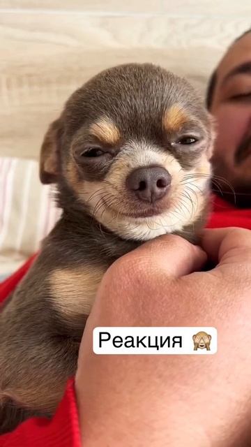 #Shorts Смешные животные Ржака до слез Тест на психику - Тренды ТикТок