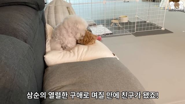 뻔뻔하고도 당당한 베이비 삼순 (with. 성질 덕선 🔥)