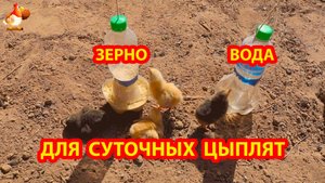 Кормушка и поилка из бутылок для суточных цыплят на первую неделю 🐥🐤🐥