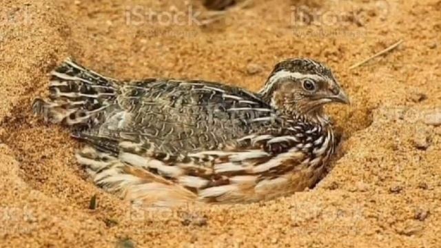 batair ki awaz 2023 quil sound Wheatley hunting sound گندم کی موسم والی بٹیروں کی آواز