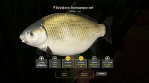 РР4 Ахтуба буффало.