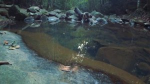 Buderim Forest Park, Queensland (Xiaomi Yi 4K+ Quality Test)