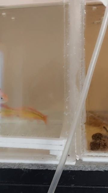 барбус Шуберта Мы хотим нереститься, а нам мешают смотреть онлайн