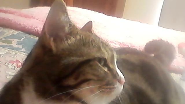 Sadie pretty face смотреть онлайн