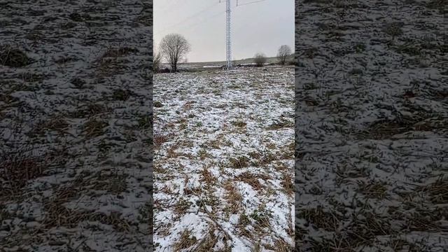 Притравка лаек по медведю #лайкисобаки