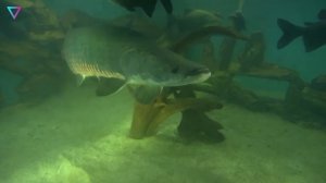 ▽ Удивительные животные с броней