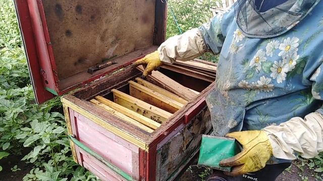 Пчелы слетели с отводка  Пчеловодство