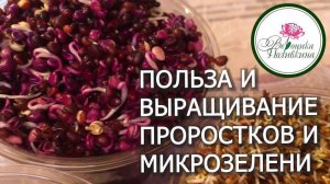 Проростки и микрозелень для здоровья