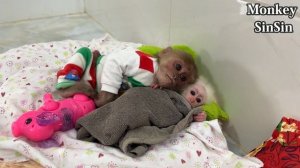 Dad Surprised By Monkey SinSin's Smart Actions Caring For Poor Baby Monkey ZiZi