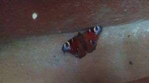 Красивая бабочка