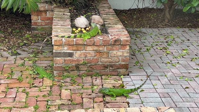 Iguana