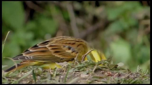 Yellowhammer - Cowpen Bewley Woodland Park - 23/02/2014 смотреть онлайн