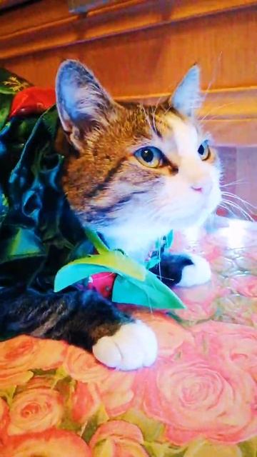 Здравствуй, опа новый год. Funny Cats - kotomafiya| #мяу #memes #FunnyCats смотреть онлайн