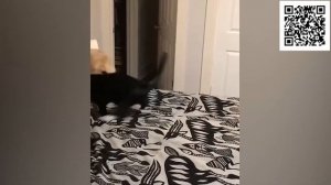 Смешные коты до слёз без озвучки! Лучшие смешные видео с животными! Смешно до слез