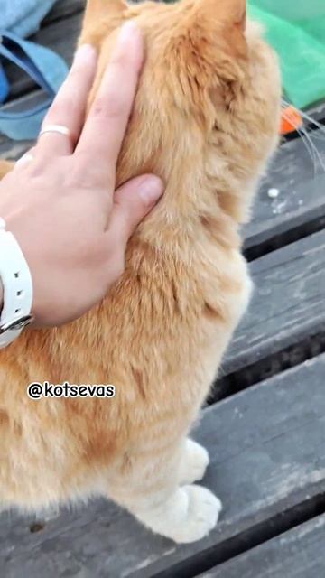 Все рыбаки Графской пристани знают этого РыжикаДавнооо я его не видела #котысевастополя