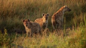 Гиены напали на льва. Но произошло невероятное!