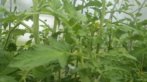 Томаты в середине июня.Изросшая кисть, прореживание листа.Кулема, атомный закат и другие