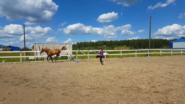 Ритм 2013г.р. буденновский жеребец (Рис-Икея-Избранник) смотреть онлайн