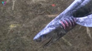 ▽ Самые странные акулы в мире