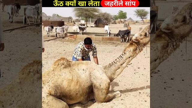 क्यों ऊंठ को सांप खिलाया जाता है 😱|#shorts #viralshorts [@shivafact7 ] смотреть онлайн