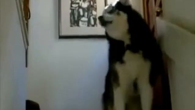 Самый грозный хаски в мире смотреть онлайн