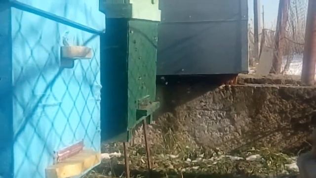 Облет пчел зимой смотреть онлайн