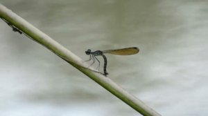 Dragonfly
