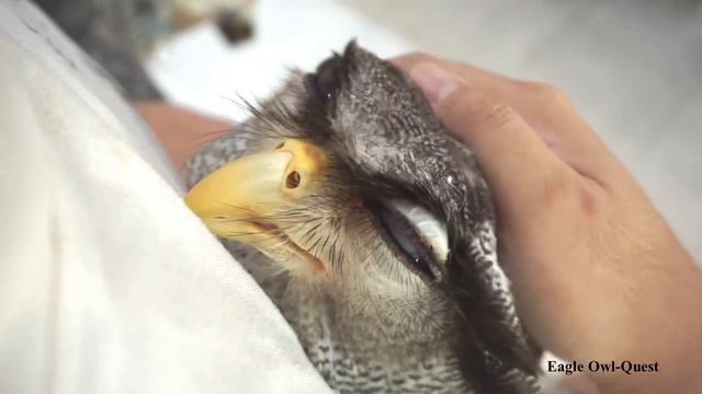 Hugging an Eagle Owl (Choco)! フクロウ ワシミミズク сова сыч филин 雕鸮 猫头鹰 올빼미목 Burung Hantu
