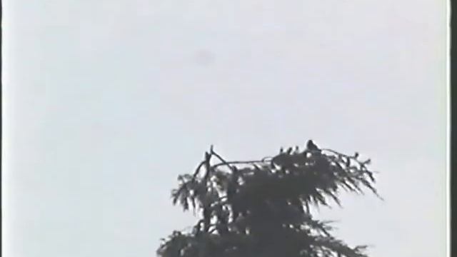 grauwe fitis Sint Laurens 9 juni 2004 Guus van Duin смотреть онлайн