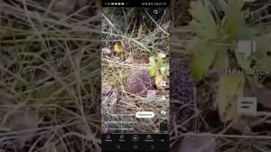 Как кричит ёжик