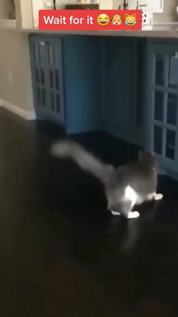 Wait For It - Best Comedian Cat - Funniest Dogs 🐶 & Cats 😹 - Best Funny Animal Videos 2023 😇 #130 смотреть онлайн