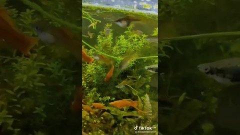 Рыбки аквариумные,золотые,коридорасы,живородка,сапфировые попугаи,данио