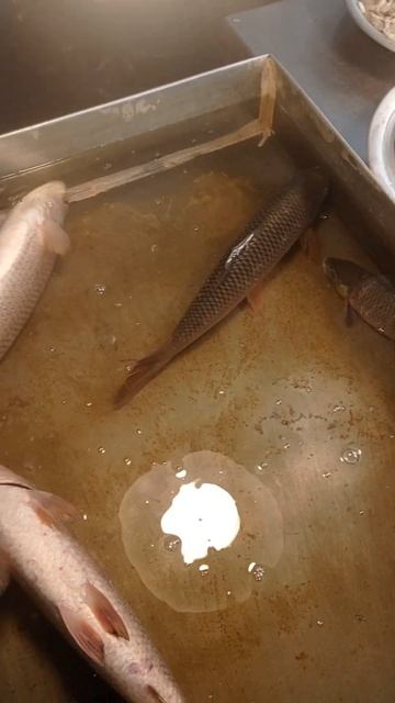 Hasbi Rabbi #shorts #ytshorts #viral #subhanallah #fish #bigfish