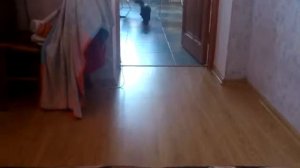 Кот приносит игрушку