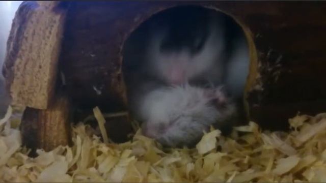 Хомяк в спа салоне смотреть онлайн