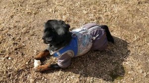 Лакомый кусочек