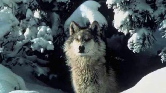 Wolf - Winter Paradise смотреть онлайн