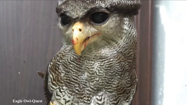 Eagle Owl (Choco) swallowing her dinner 2 フクロウ ワシミミズク сова сыч филин 雕鸮 猫头鹰 올빼미목 Burung Hantu